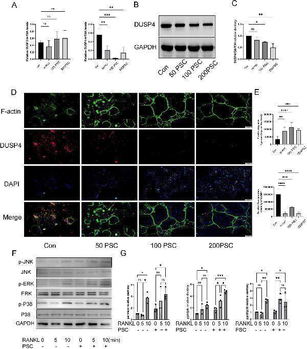 PSC intervention downregulates DUSP4 and upregulates the MAPK signaling pathway
