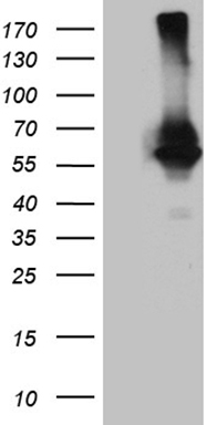 m30667 anti rnf149 mouse monoclonal antibody clone id oti8d7 wb testing 1
