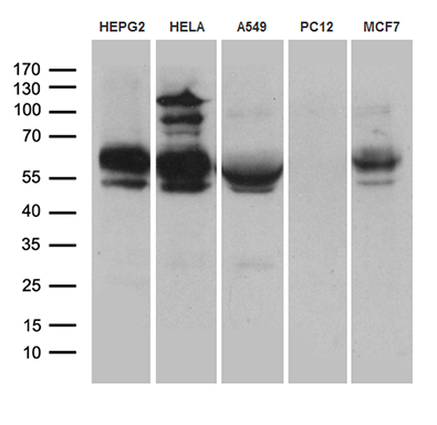 m30667 anti rnf149 mouse monoclonal antibody clone id oti8d7 wb testing 2