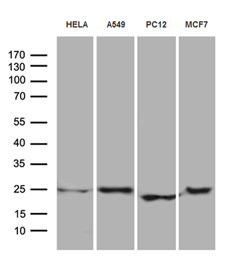 Western blot analysis of extracts (35ug) from 4 different cell lines by using anti-EIF4E3 monoclonal antibody (1:500)
