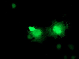 Anti-ERAS mouse monoclonal antibody (M30709) immunofluorescent staining of COS7 cells transiently transfected by pCMV6-ENTRY ERAS