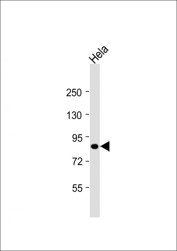 Anti-HNRNPUL2 Antibody (Center)at 1:8000 dilution + Hela whole cell lysates Lysates/proteins at 20 microg per lane. Secondary Goat Anti-Rabbit IgG, (H+L), Peroxidase conjugated at 1/10000 dilution. Predicted band size : 85 kDa Blocking/Dilution buffer: 5% NFDM/TBST.