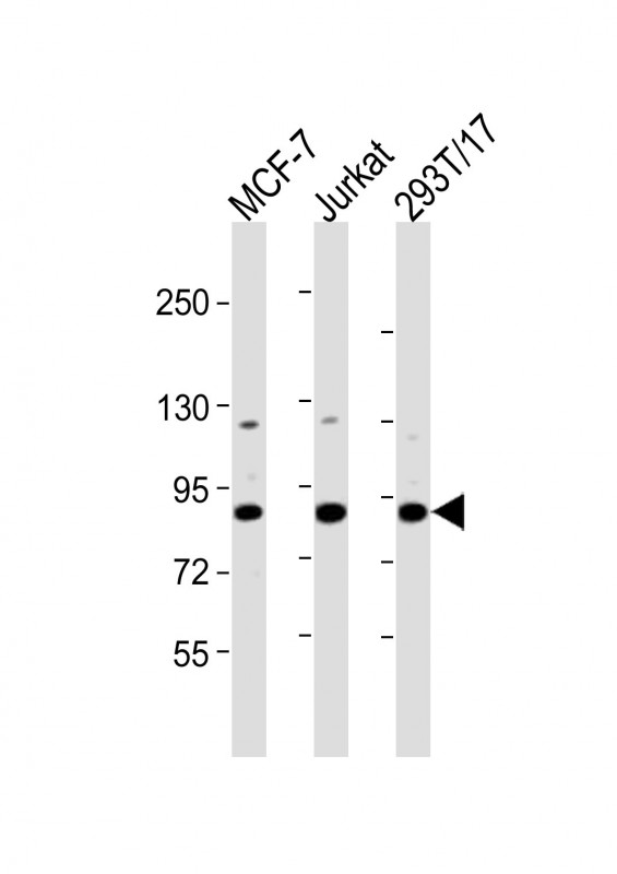 All lanes : Anti-HNRNPUL2 Antibody (Center) at 1:2000 dilution Lane 1: MCF-7 whole cell lysates Lane 2: Jurkat whole cell lysates Lane 3: 293T/17 whole cell lysates Lysates/proteins at 20 microg per lane. Secondary Goat Anti-Rabbit IgG, (H+L), Peroxidase conjugated at 1/10000 dilution. Predicted band size : 85 kDa Blocking/Dilution buffer: 5% NFDM/TBST.
