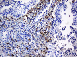 m30724 anti hoxd10 mouse monoclonal antibody clone id oti1d11 ihc testing 6