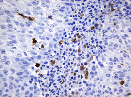m30724 anti hoxd10 mouse monoclonal antibody clone id oti1d11 ihc testing 8