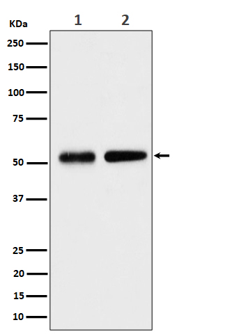 Western blot analysis of Septin 8 expression in (1) HeLa cell lysate; (2) NIH/3T3 cell lysate