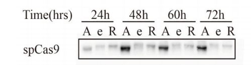 m30929 crspr cas9 primary antibodies wb testing 1