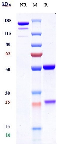 Anti-PA Reference Antibody (Raxibacumab) on SDS-PAGE under reducing (R) condition