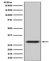 m30939 2 gfp primary antibodies wb testing 1_1
