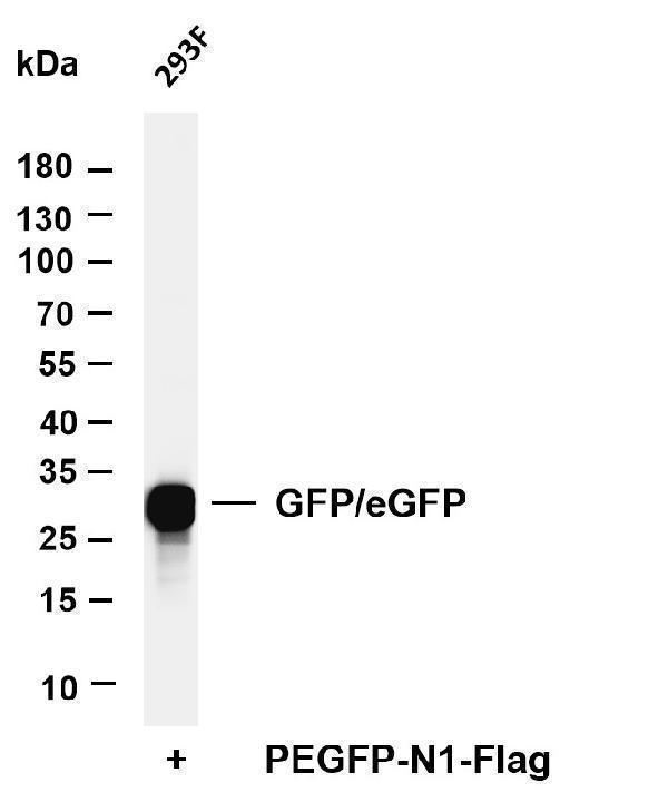 m30939 3 gfp primary antibodies wb testing 1