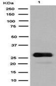 m30939 gfp primary antibodies wb testing 1_1