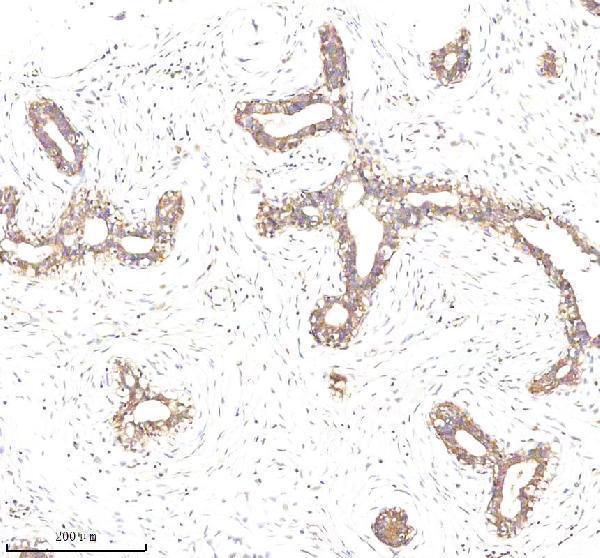 m30950 1 cd326 primary antibodies ihc testing 6