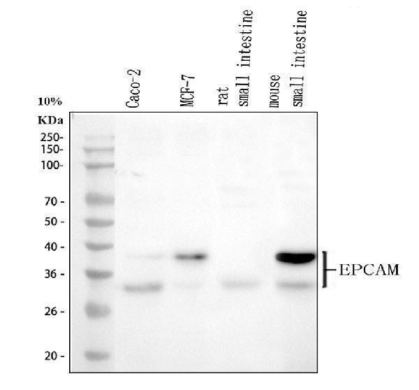  Western blot analysis of CD326/EPCAM using anti-CD326/EPCAM antibody (M30950-1)