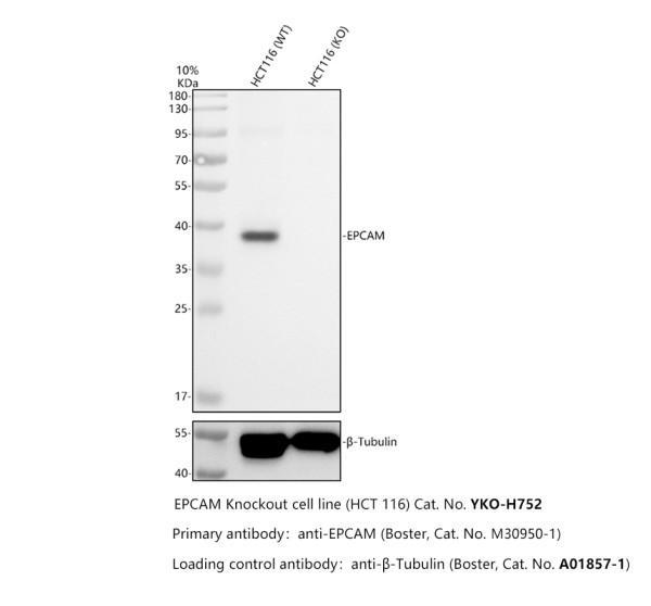Western blot analysis of CD326/EPCAM using anti-CD326/EPCAM antibody (M30950-1)