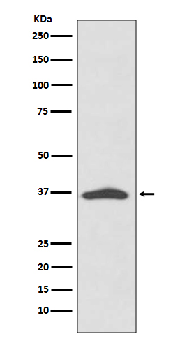 Western blot analysis of EpCAM expression in A431 cell lysate
