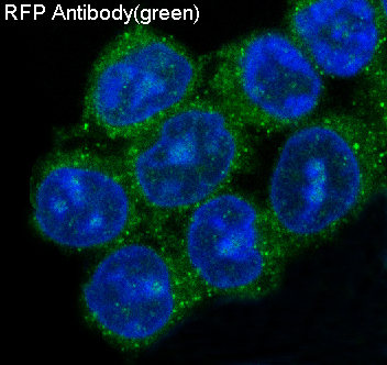 m30958 rfp primary antibodies if testing 2