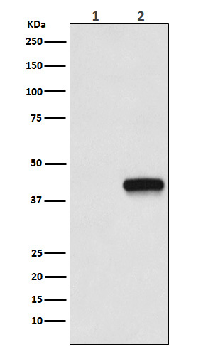 m30971 2 flag tag primary antibodies wb testing 1