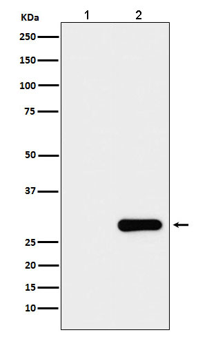 m30972 1 gfp tag primary antibodies wb testing 1