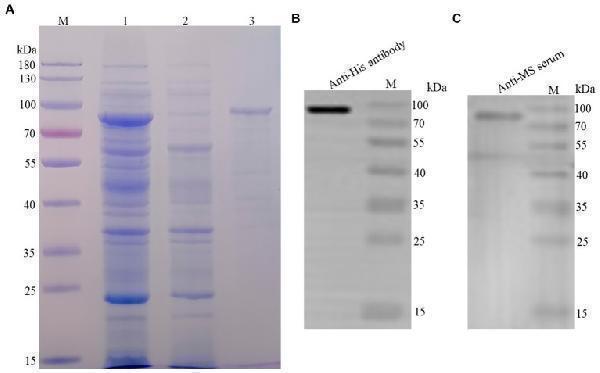 Purification and identification of rLP78
