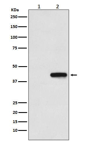 m30975 2 his tag primary antibodies wb testing 1
