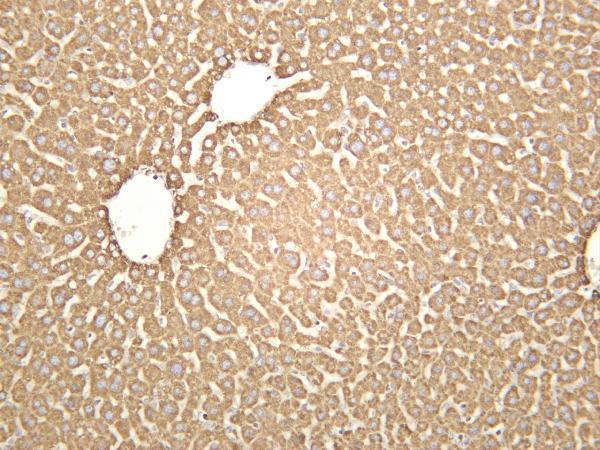 m31469 1 piezo primary antibodies ihc testing 4