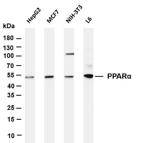 m31469 1 piezo primary antibodies wb testing 1