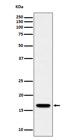 Western blot analysis of TCEB2 expression in Jurkat cell lysate