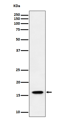 Western blot analysis of TCEB2 expression in HeLa cell lysate