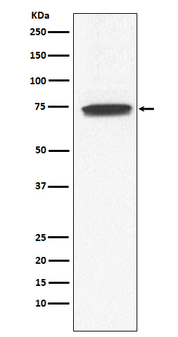 Western blot analysis of GCYA3 expression in Human fetal kidney lysate