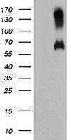 HEK293T cells were transfected with the pCMV6-ENTRY control (Left lane) or pCMV6-ENTRY RMC1 (Right lane) cDNA for 48 hrs and lysed