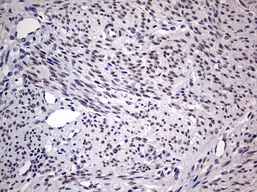 m31823 anti rtraf mouse monoclonal antibody clone id oti2a4 ihc testing 10