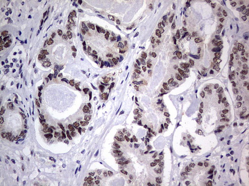 m31823 anti rtraf mouse monoclonal antibody clone id oti2a4 ihc testing 12