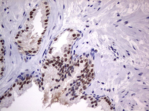 m31823 anti rtraf mouse monoclonal antibody clone id oti2a4 ihc testing 14