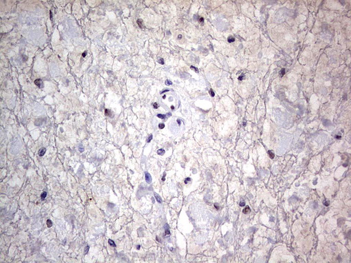 m31823 anti rtraf mouse monoclonal antibody clone id oti2a4 ihc testing 15