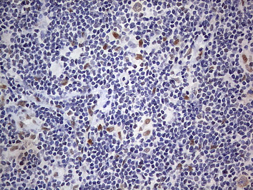 m31823 anti rtraf mouse monoclonal antibody clone id oti2a4 ihc testing 17