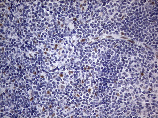 m31823 anti rtraf mouse monoclonal antibody clone id oti2a4 ihc testing 18