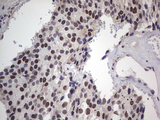 m31823 anti rtraf mouse monoclonal antibody clone id oti2a4 ihc testing 19