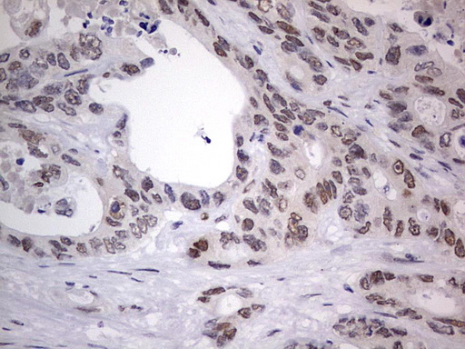 m31823 anti rtraf mouse monoclonal antibody clone id oti2a4 ihc testing 21