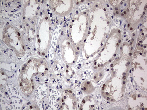 m31823 anti rtraf mouse monoclonal antibody clone id oti2a4 ihc testing 22
