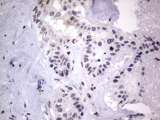 m31823 anti rtraf mouse monoclonal antibody clone id oti2a4 ihc testing 24