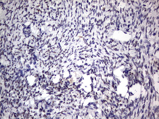 m31823 anti rtraf mouse monoclonal antibody clone id oti2a4 ihc testing 4