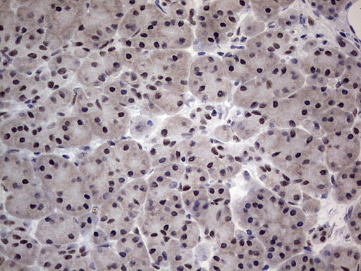 m31823 anti rtraf mouse monoclonal antibody clone id oti2a4 ihc testing 6