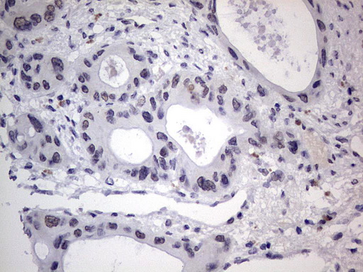 m31823 anti rtraf mouse monoclonal antibody clone id oti2a4 ihc testing 7