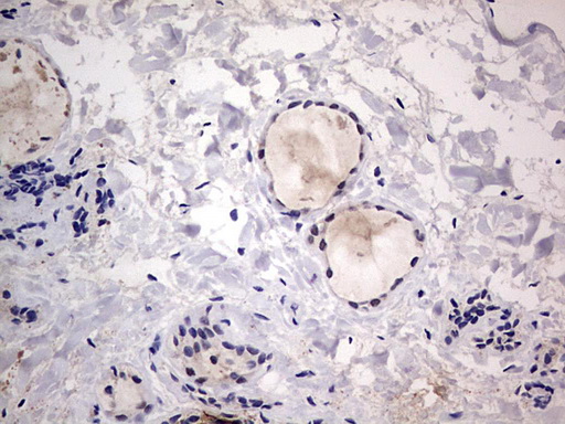 m31823 anti rtraf mouse monoclonal antibody clone id oti2a4 ihc testing 8
