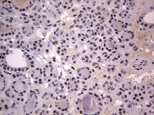 m31823 anti rtraf mouse monoclonal antibody clone id oti2a4 ihc testing 9