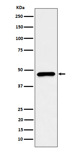 Western blot analysis of CECR5 expression in HepG2 cell lysate