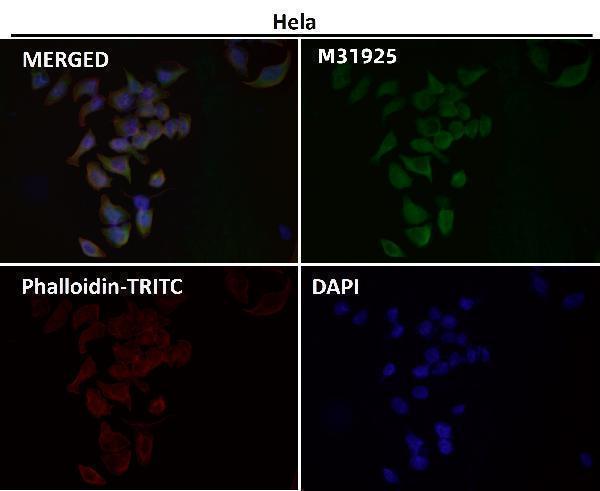 Immunofluorescent analysis using the Antibody at 1:150 dilution