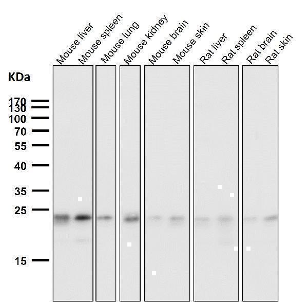 All lanes use the Antibody at 1:1W dilution for 1 hour at room temperature