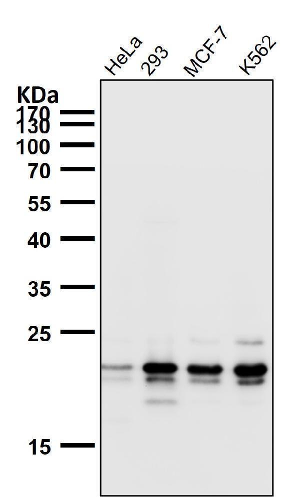 All lanes use the Antibody at 1:1W dilution for 1 hour at room temperature