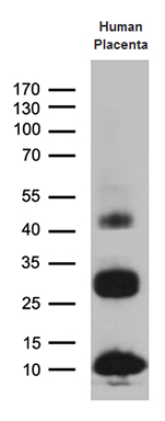 Western blot analysis of extracts (35ug) from human placenta lysate by using anti-C19orf52 monoclonal antibody (1:500)